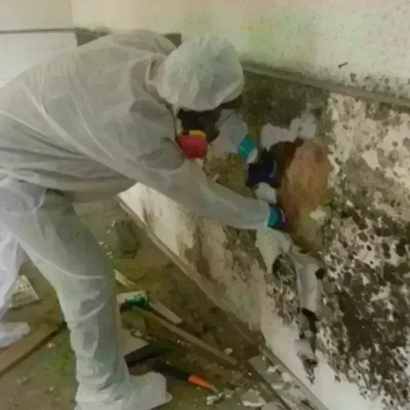 Mold Remediation and Removal in Onslow County, NC